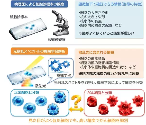 【大阪工業大学】より高精度にがん細胞を見分ける原理を発見 ～がん細胞の診断を支援する新たな細胞診断技術～