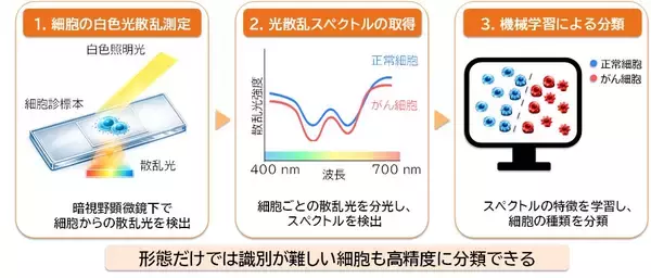 「【大阪工業大学】より高精度にがん細胞を見分ける原理を発見 ～がん細胞の診断を支援する新たな細胞診断技術～」の画像