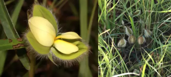 絶滅が危惧されていた希少植物「ガクタヌキマメ」を国内約半世紀ぶりに記録～八重山諸島の草地から有志研究チームが発見～