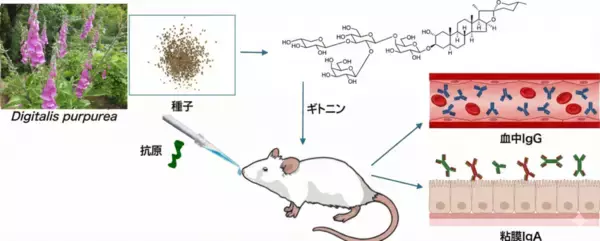 【東京薬科大学】世界初、植物由来「スピロスタノール配糖体」に経鼻ワクチンの増強効果を発見〜既存のサポニン系アジュバントとは異なる骨格で、炎症を伴わない高い安全性を実現〜