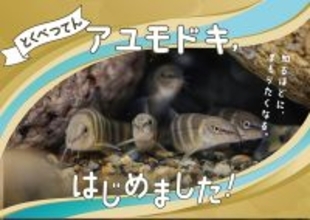 【京都水族館】国の天然記念物を知る期間限定展示「アユモドキ、はじめました！」4月14日（火）開始