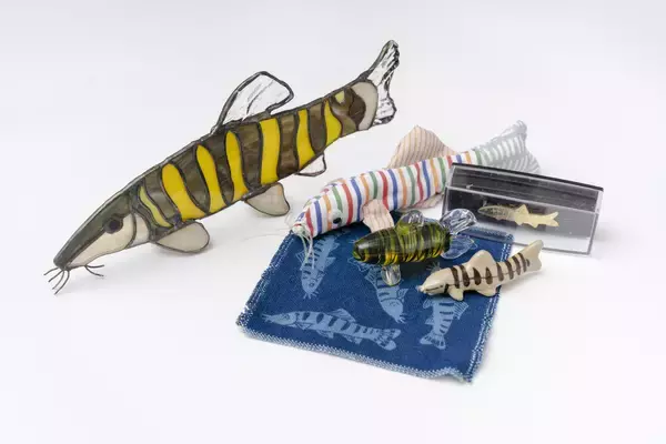 「【京都水族館】国の天然記念物を知る期間限定展示「アユモドキ、はじめました！」4月14日（火）開始」の画像