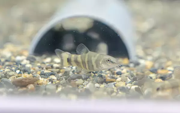 「【京都水族館】国の天然記念物を知る期間限定展示「アユモドキ、はじめました！」4月14日（火）開始」の画像