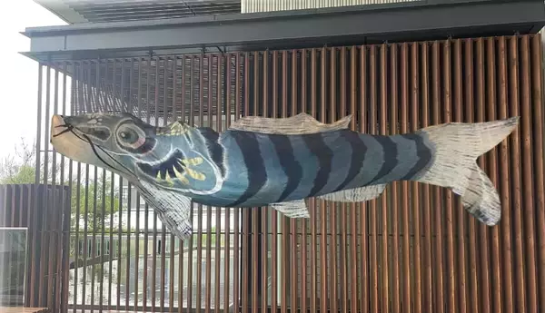 「【京都水族館】国の天然記念物を知る期間限定展示「アユモドキ、はじめました！」4月14日（火）開始」の画像