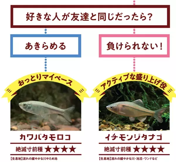 「【京都水族館】国の天然記念物を知る期間限定展示「アユモドキ、はじめました！」4月14日（火）開始」の画像