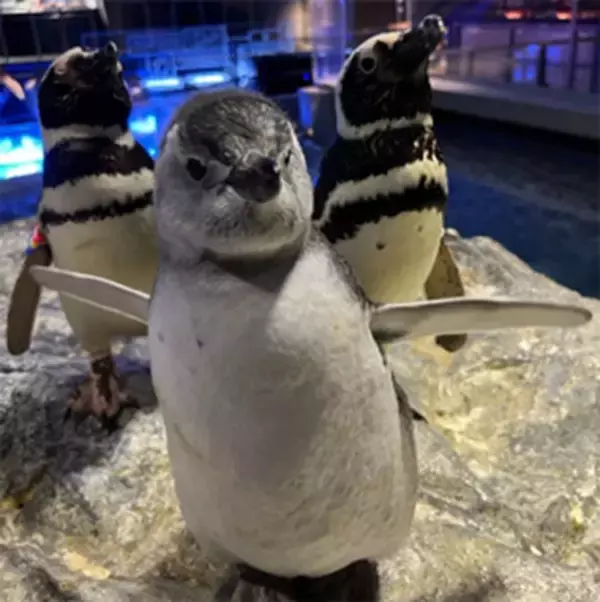 「【すみだ水族館】個性あふれる関係性を今年もアップデート！「すみだペンギン相関図2023」公開スタート」の画像