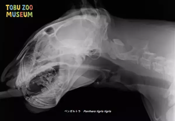 「東武動物公園は開園４５周年」の画像