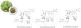 「マウンテンキャビアエキスに含まれる「アシル化フラボノイド配糖体」世界で初めてその化学構造を明らかにし、共同で特許を出願」の画像1
