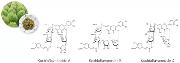 「マウンテンキャビアエキスに含まれる「アシル化フラボノイド配糖体」世界で初めてその化学構造を明らかにし、共同で特許を出願」の画像