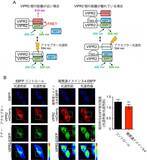 「【東京農業大学（共同研究）】乳がん増悪化の新規メカニズムを発見」の画像3