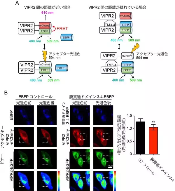 「【東京農業大学（共同研究）】乳がん増悪化の新規メカニズムを発見」の画像