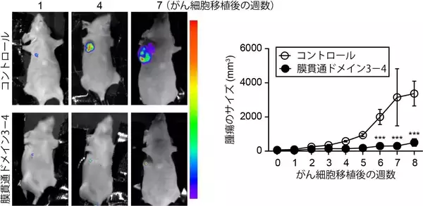 「【東京農業大学（共同研究）】乳がん増悪化の新規メカニズムを発見」の画像
