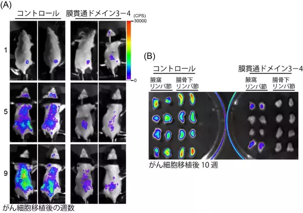 「【東京農業大学（共同研究）】乳がん増悪化の新規メカニズムを発見」の画像
