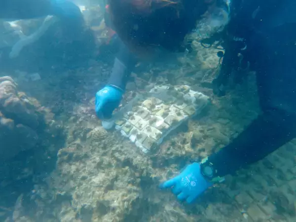 【オリックス自動車】「美ら海サンゴ大作戦2025」キャンペーン結果報告沖縄県浦添市港川の海に160本の養殖サンゴを移植