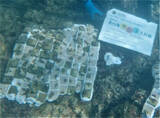 「【オリックス自動車】「美ら海サンゴ大作戦2025」キャンペーン結果報告沖縄県浦添市港川の海に160本の養殖サンゴを移植」の画像2