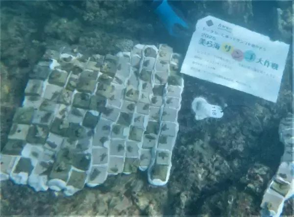「【オリックス自動車】「美ら海サンゴ大作戦2025」キャンペーン結果報告沖縄県浦添市港川の海に160本の養殖サンゴを移植」の画像