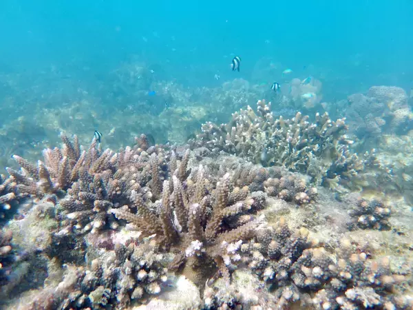 「【オリックス自動車】「美ら海サンゴ大作戦2025」キャンペーン結果報告沖縄県浦添市港川の海に160本の養殖サンゴを移植」の画像