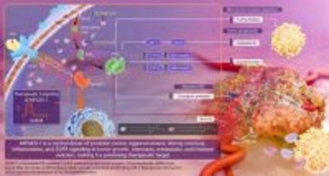 昭和女子大学が参加する共同研究グループが難治性前立腺がんの新たな治療標的としての可能性を発見
