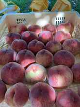 【毎年好評の体験型企画】山梨の桃農園で「桃の木オーナー」になりませんか？家族や仲間と楽しむ農業体験、2026年度オーナー募集開始（申込締切：4月30日）