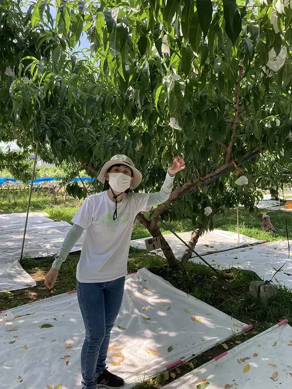 「【毎年好評の体験型企画】山梨の桃農園で「桃の木オーナー」になりませんか？家族や仲間と楽しむ農業体験、2026年度オーナー募集開始（申込締切：4月30日）」の画像