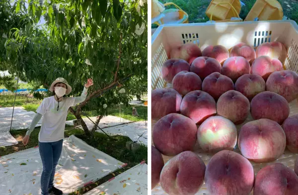 「【毎年好評の体験型企画】山梨の桃農園で「桃の木オーナー」になりませんか？家族や仲間と楽しむ農業体験、2026年度オーナー募集開始（申込締切：4月30日）」の画像