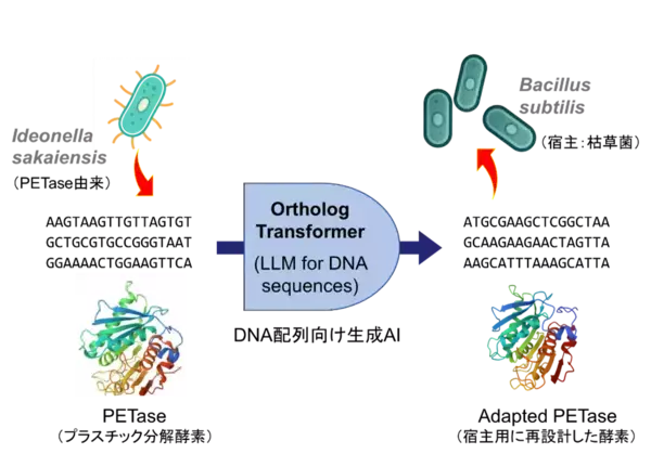 DNA言語に対する生成AI基盤モデルを開発　オーソログ進化パターンに基づく遺伝子配列再設計で異種生物での高発現を可能に  ～バクテリアのプラスチック分解能力を最大約10倍向上～（北里大学）