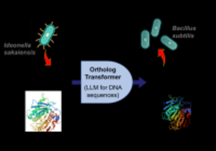 DNA言語に対する生成AI基盤モデルを開発　オーソログ進化パターンに基づく遺伝子配列再設計で異種生物での高発現を可能に  ～バクテリアのプラスチック分解能力を最大約10倍向上～（北里大学）