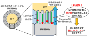 卵子を育てる「細胞間のかけ橋」の機能に迫る、内部構造の解明 ～卵子とその周辺細胞とのコミュニケーションを促す橋渡し構造の中に「微小管」を発見～