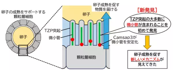 卵子を育てる「細胞間のかけ橋」の機能に迫る、内部構造の解明 ～卵子とその周辺細胞とのコミュニケーションを促す橋渡し構造の中に「微小管」を発見～