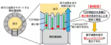 卵子を育てる「細胞間のかけ橋」の機能に迫る、内部構造の解明 ～卵子とその周辺細胞とのコミュニケーションを促す橋渡し構造の中に「微小管」を発見～