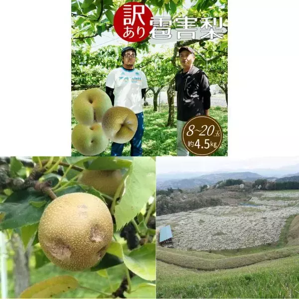 雹被害梨農家の応援につながる訳ありお礼品が「さとふる限定」で登場！