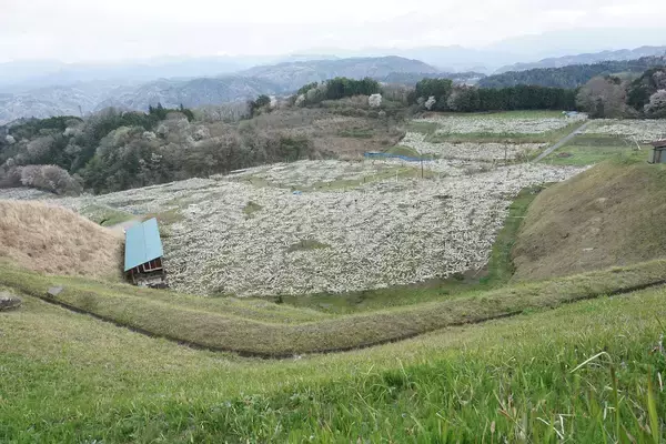 「雹被害梨農家の応援につながる訳ありお礼品が「さとふる限定」で登場！」の画像