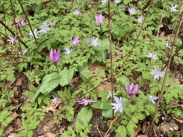 「「みどり湖安全祈願祭」を4月11日（土）に開催します。」の画像