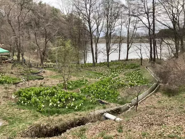 「「みどり湖安全祈願祭」を4月11日（土）に開催します。」の画像