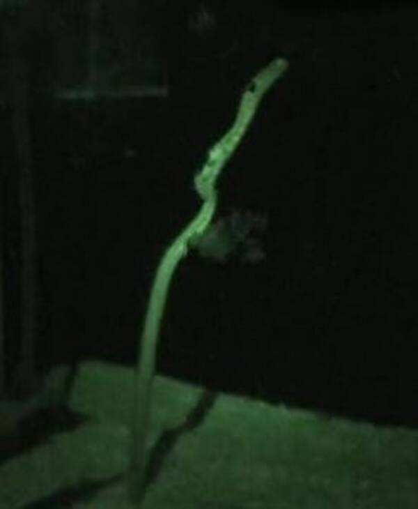 すみだ水族館 世界初 チンアナゴ類の産卵行動の動画記録に成功 15年2月17日 エキサイトニュース