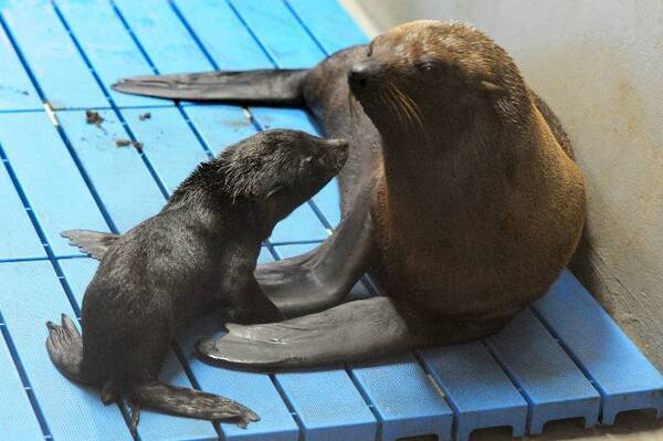 京都水族館 ３年連続の繁殖に成功 ミナミアメリカオットセイ の赤ちゃんが２頭誕生 15年6月29日 エキサイトニュース