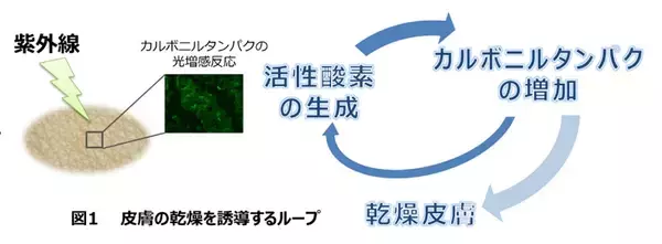 日焼けによる肌乾燥のメカニズムを解明 -- 角層細胞タンパクのカルボニル化と活性酸素生成のループが関与 -- 東京工科大学応用生物学部
