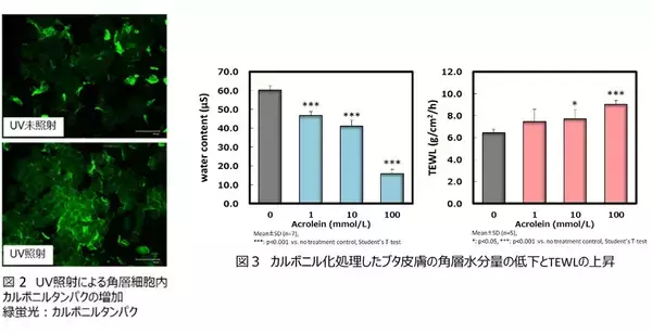 「日焼けによる肌乾燥のメカニズムを解明 -- 角層細胞タンパクのカルボニル化と活性酸素生成のループが関与 -- 東京工科大学応用生物学部」の画像