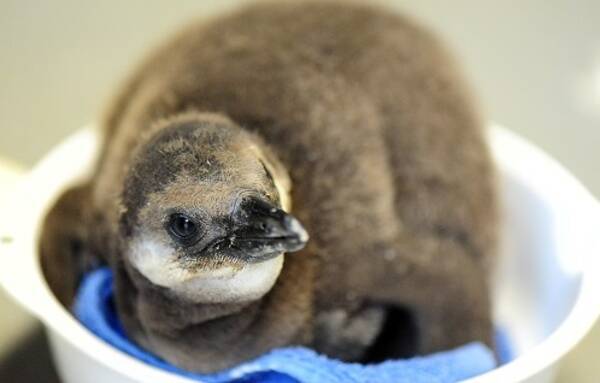 京都水族館 ケープペンギン の赤ちゃん誕生記念イベント ハッピーペンギンベイビーズ を開催 15年12月25日 エキサイトニュース