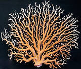 「立正大学が小笠原村で展示事業「深海の宝箱 -- 宝石サンゴ展」を開催　～小笠原諸島周辺海域の被害実態の調査結果を報告～」の画像1