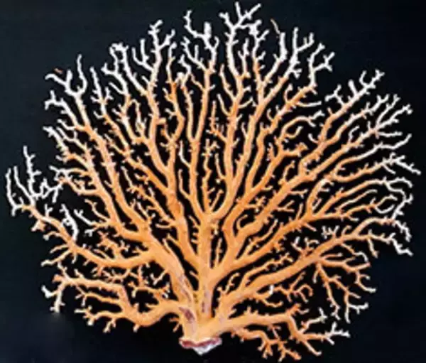 「立正大学が小笠原村で展示事業「深海の宝箱 -- 宝石サンゴ展」を開催　～小笠原諸島周辺海域の被害実態の調査結果を報告～」の画像