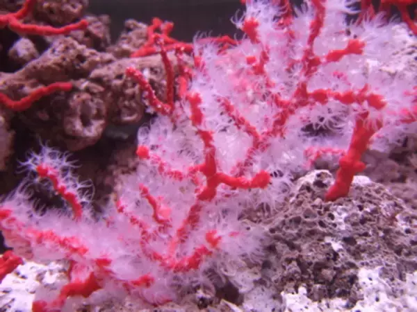 「立正大学が小笠原村で展示事業「深海の宝箱 -- 宝石サンゴ展」を開催　～小笠原諸島周辺海域の被害実態の調査結果を報告～」の画像