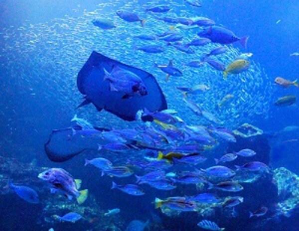 京都水族館 ４周年記念リニューアル第１弾 京都の海を再現した新エリア 京の海 が誕生 アマダイ ハモなどを展示 16年4月15日 エキサイトニュース