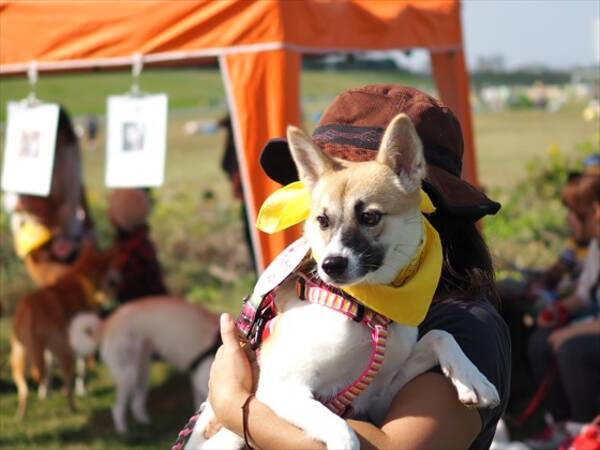 西友 保護犬 猫に初の支援 千葉県内の保護動物譲渡団体 ちばわん にペット用品の物品寄付 16年6月30日 エキサイトニュース