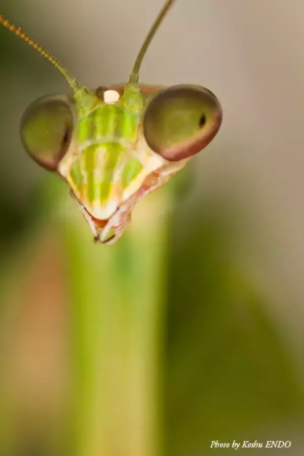 「世界一美しい昆虫展、会期延長決定。来場者は3.5万人を突破」の画像