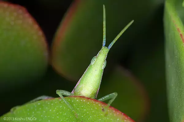 「世界一美しい昆虫展、会期延長決定。来場者は3.5万人を突破」の画像