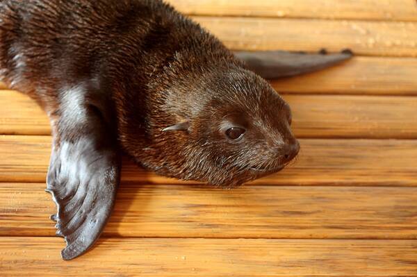 京都水族館 ミナミアメリカオットセイ の赤ちゃん２頭の名前が あおば オス と みやび メス に決定 応募総数１４ ２０４件 ２０１６年１０月２０日 木 展示プールデビュー 16年10月日 エキサイトニュース