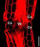 「帝京大学理工学部らの研究グループが「接ぎ木癒着に関わる植物ホルモンの作用機構」を解明」の画像2