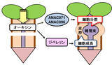 「帝京大学理工学部らの研究グループが「接ぎ木癒着に関わる植物ホルモンの作用機構」を解明」の画像3