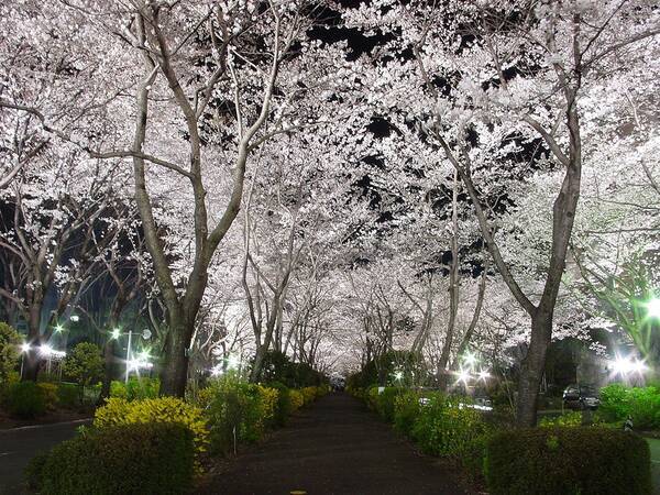 約2500本の桜が咲き薫る創価大学の春のキャンパス 地域にも開放 2017年2月15日 エキサイトニュース